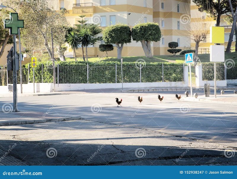 Explore chicken road casino